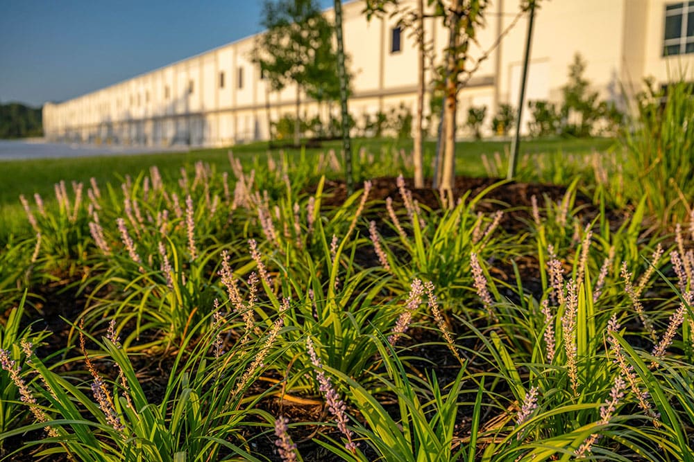 Sun State Mulch #1